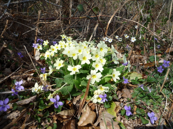 Primroses and dog violets (Martin Warren)
