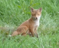Fox cub (Martin Warren)