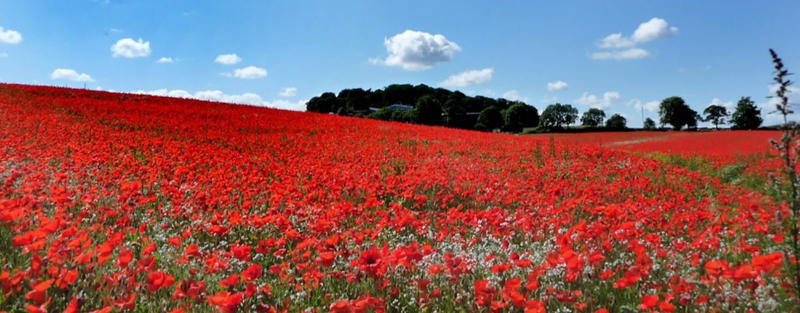 Poppy_fields_1170x461